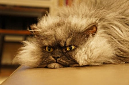 colonel meow - on, table, big, the