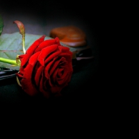 ~*~ Red Rose ~*~