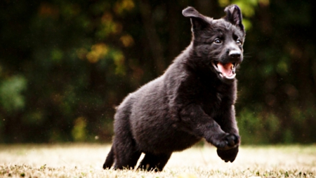 puppy,running