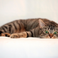 Cat Look