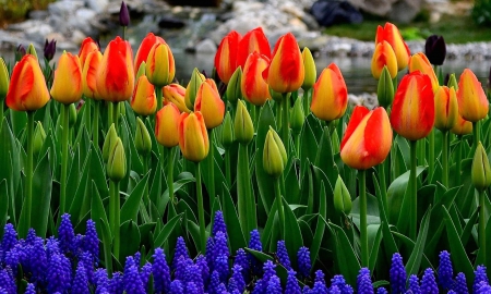 Tulips