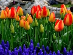 Tulips