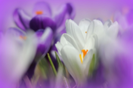 Spring - flower, pink, cute, beautiful, flowers, photo, spring, lovely, nature, green