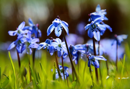 Snowdrops - flower, pink, cute, beautiful, flowers, photo, spring, lovely, nature, green