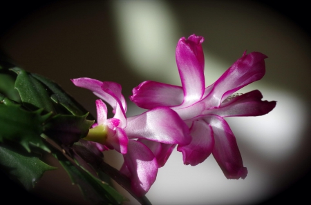 Spring - flower, pink, cute, beautiful, flowers, photo, spring, lovely, nature, green