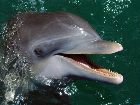 :) - beautiful, water, sweet, smile, dolphin