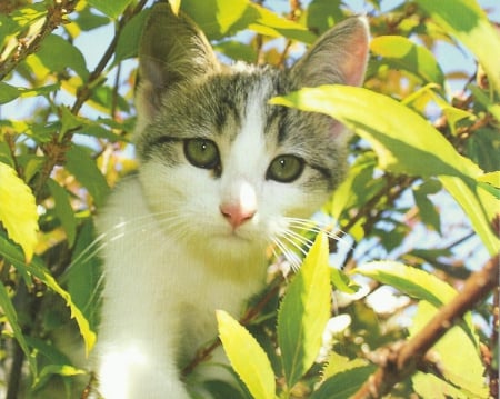 Cat - paw, cute, tree, cat, leaves