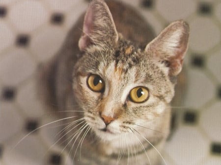 Cat - feline, tabby, cute, paws, cat