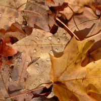 fallen leaves