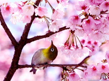 Lovely bird and spring - bloom, bird, looking, nature, spring