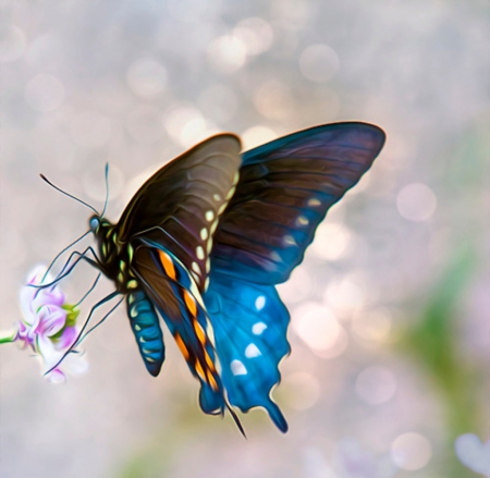 Butterfly - art, butterfly, blue, beautiful, flower