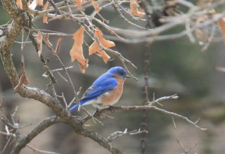 Bird - fly, animal, nature, bird