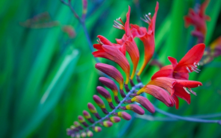 Beautiful flower - flowers, petals, nature, green