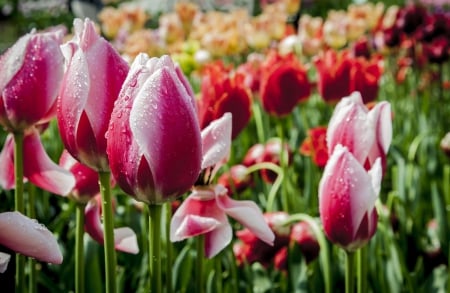 Tulips - flower, pink, cute, beautiful, flowers, photo, spring, lovely, nature, green