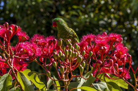 Spring - flower, pink, cute, beautiful, flowers, photo, spring, lovely, nature, green