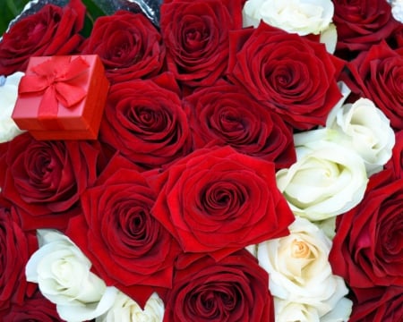 Red and white roses - roses, bloom, flowers, gift