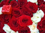 Red and white roses