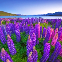 Lake Tekapo