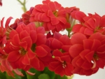 Red flowers