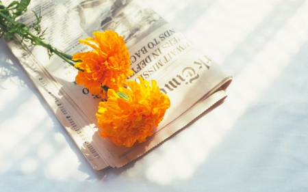 Beautiful flowers - newspaper, flowers, carnation, sunshine