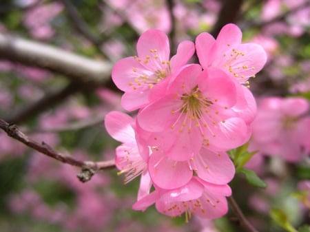 Succulent branches - blossom, spring, pink, branch