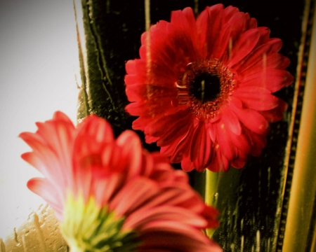 Beautiful flowers - flowers, red, petals, gerbera