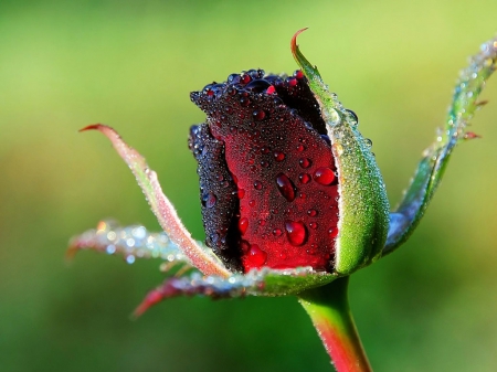 Wet Rose - nature, water-drop, bloom, colorful, rose