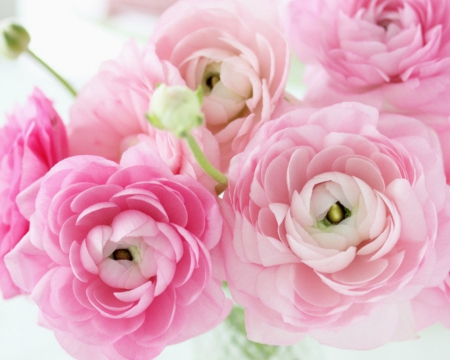 Pink flowers - flowers, petals, pink, bloom