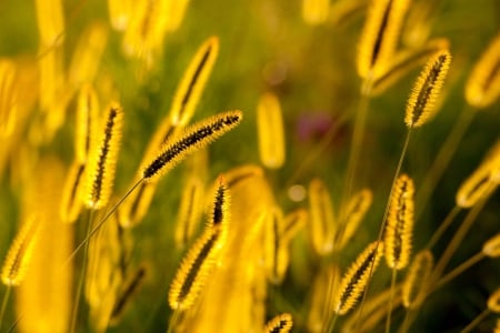 Foxtails in the Morning Sunshine - foxtails, nature, golden, grass