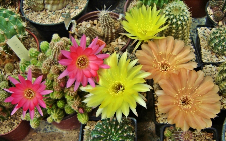 Cactus Blooms - flowers, cactus, nature, colorful