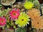 Cactus Blooms