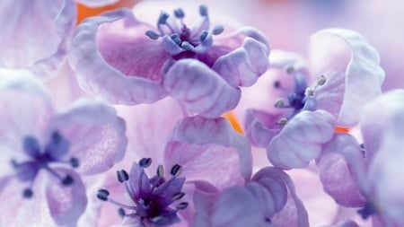 Purple Flowers - purple, pretty, lily, close-up, petals, flowers, little