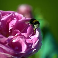 Bee on a pink rose