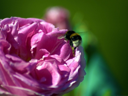 Bee on a pink rose - rose, bee, nature, pink