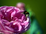 Bee on a pink rose