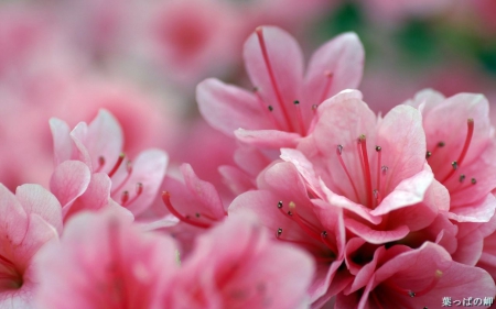 Lovely pink flowers - bloom, pink, petals, cute, flowers