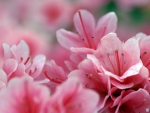 Lovely pink flowers