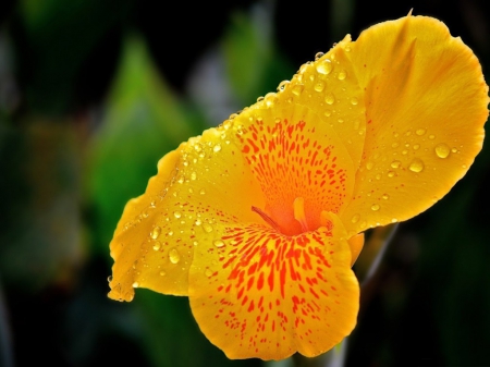 Raindrops with yellow lily - yellow, lily, raindrop, leaves, flower