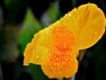 Raindrops with yellow lily