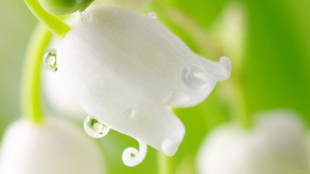 Dew drops in flower - white, green, dew drops, leaves