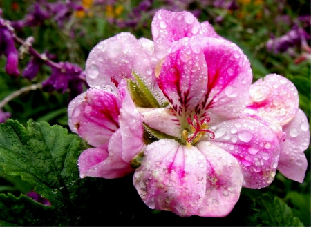 Dewin pink flowers - flowers, stem, dew, pink