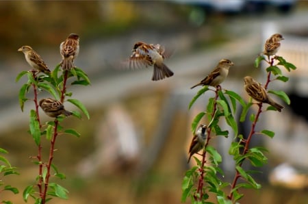 HOUSE SPARROWS - house, sparrows, birds, spring