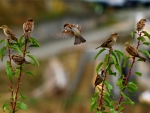 HOUSE SPARROWS