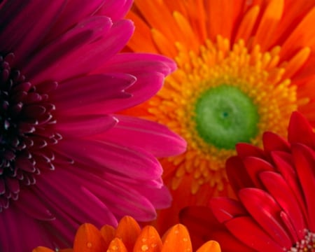 Beautiful flowers - flowers, petals, bright, gerbera