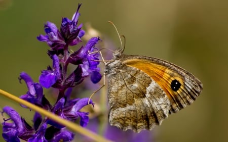 BEAUTIFUL MOTH