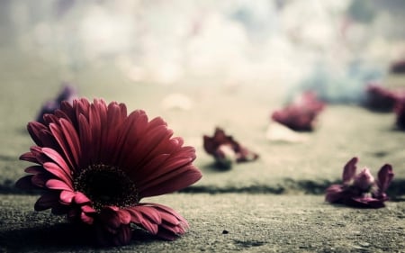 Beautiful flower - dark, ground, flower, petals