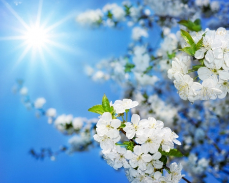 Spring - flowers, sky, spring, nature