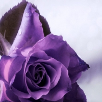 Soft Purple Rose