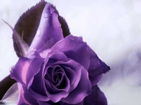 Soft Purple Rose