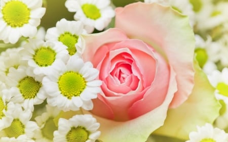 Beautiful rose - flowers, petals, pink, rose